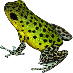 Punta Laurel Dart Frog